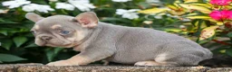 French Bulldog dogs for sale:  Regina🎀 - Ad 15