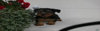 Bella