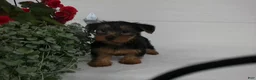 Yorkshire Terrier dogs for sale: Bella - Ad 1