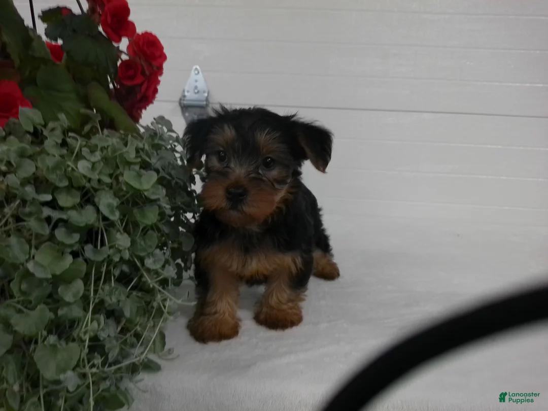 Yorkshire Terrier dogs for sale: Bella - Ad 1