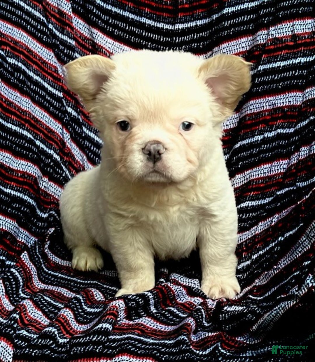 French Bulldog dogs for sale: Snowflake - Ad 5