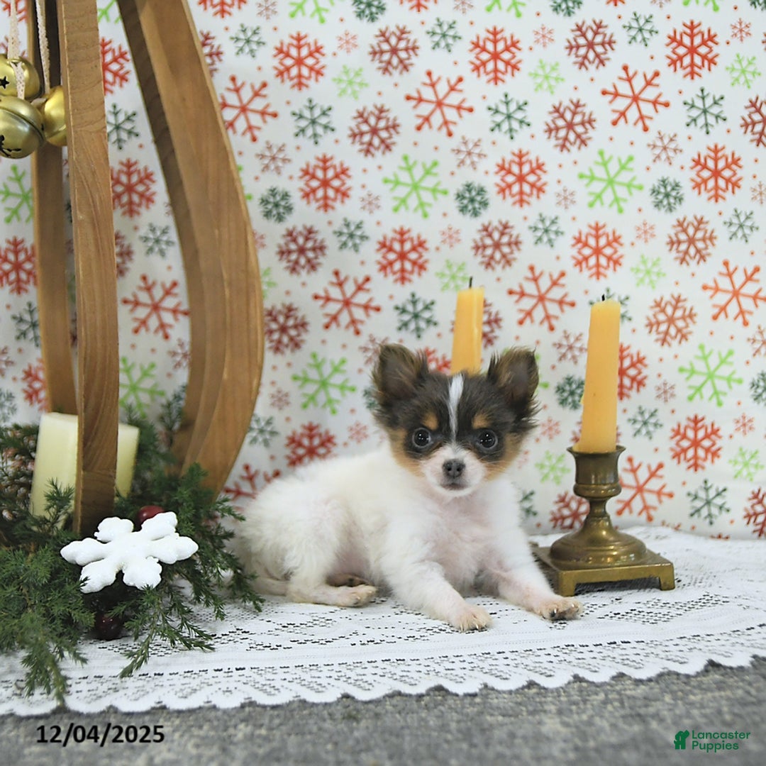 Pomeranian dogs for sale: Lilly - Ad 3