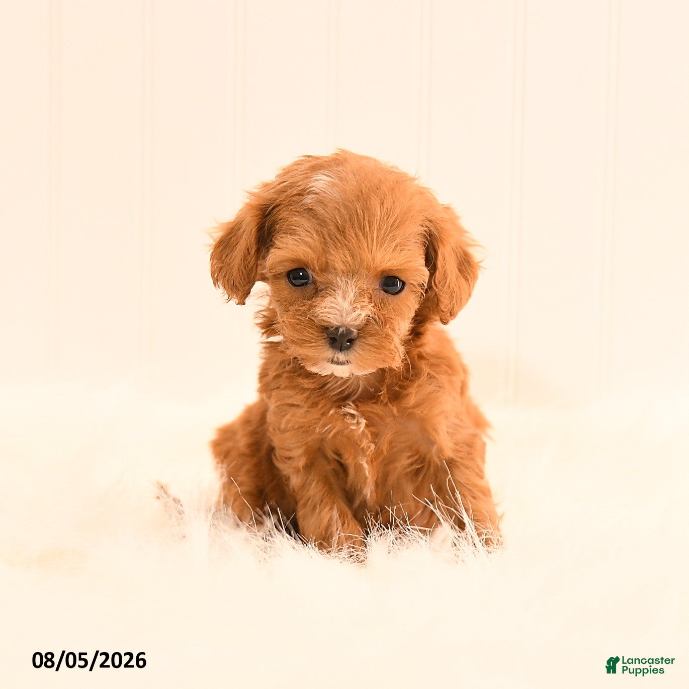 Cavapoo dogs Imarra - Ad 2
