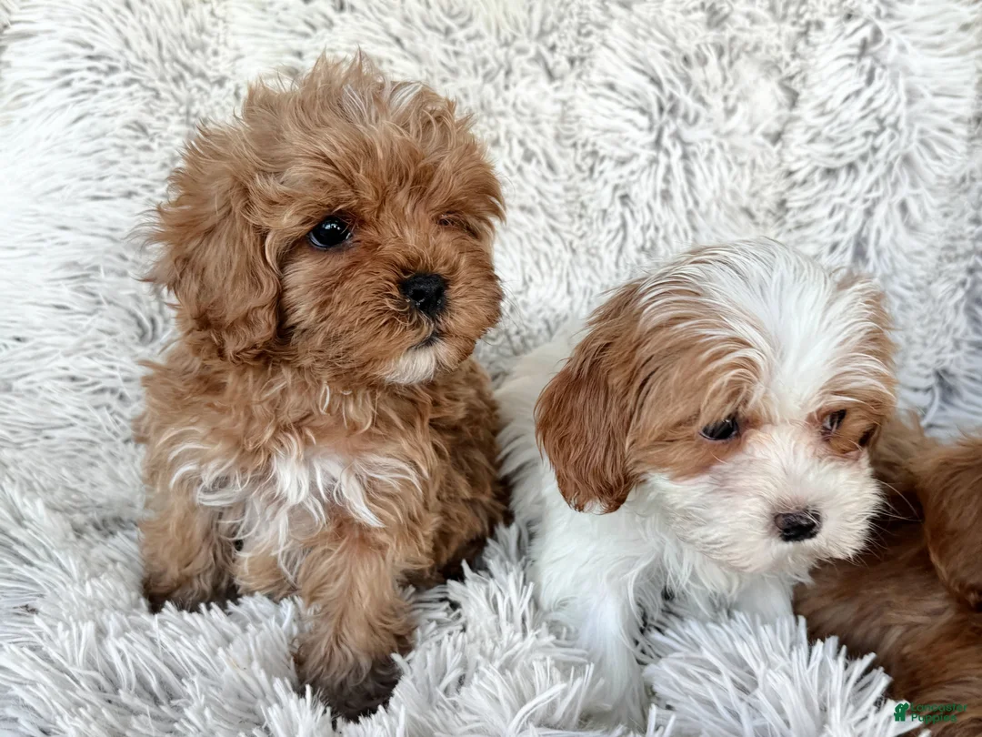 Cavapoo dogs for sale: Teddy - Ad 4