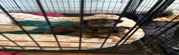 Yorkiepoo dogs for sale: Yorkiepoo 4 - Ad 1
