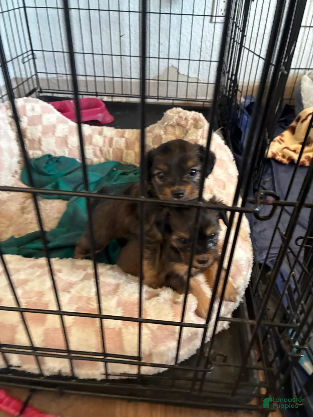 Yorkiepoo dogs for sale: Yorkiepoo 4 - Ad 1