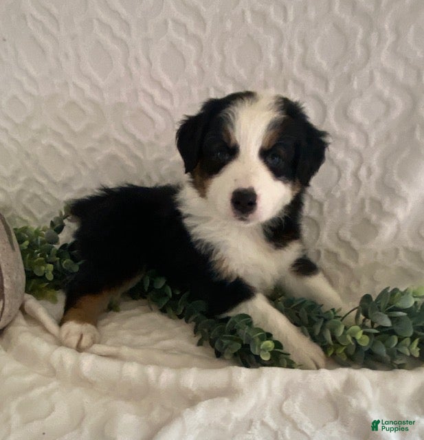 Australian Shepherd dogs River - Ad 2