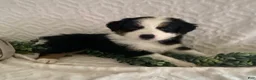 Australian Shepherd dogs for sale: River - Ad 2