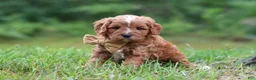 Cavapoo dogs for sale: Wesley - Ad 4