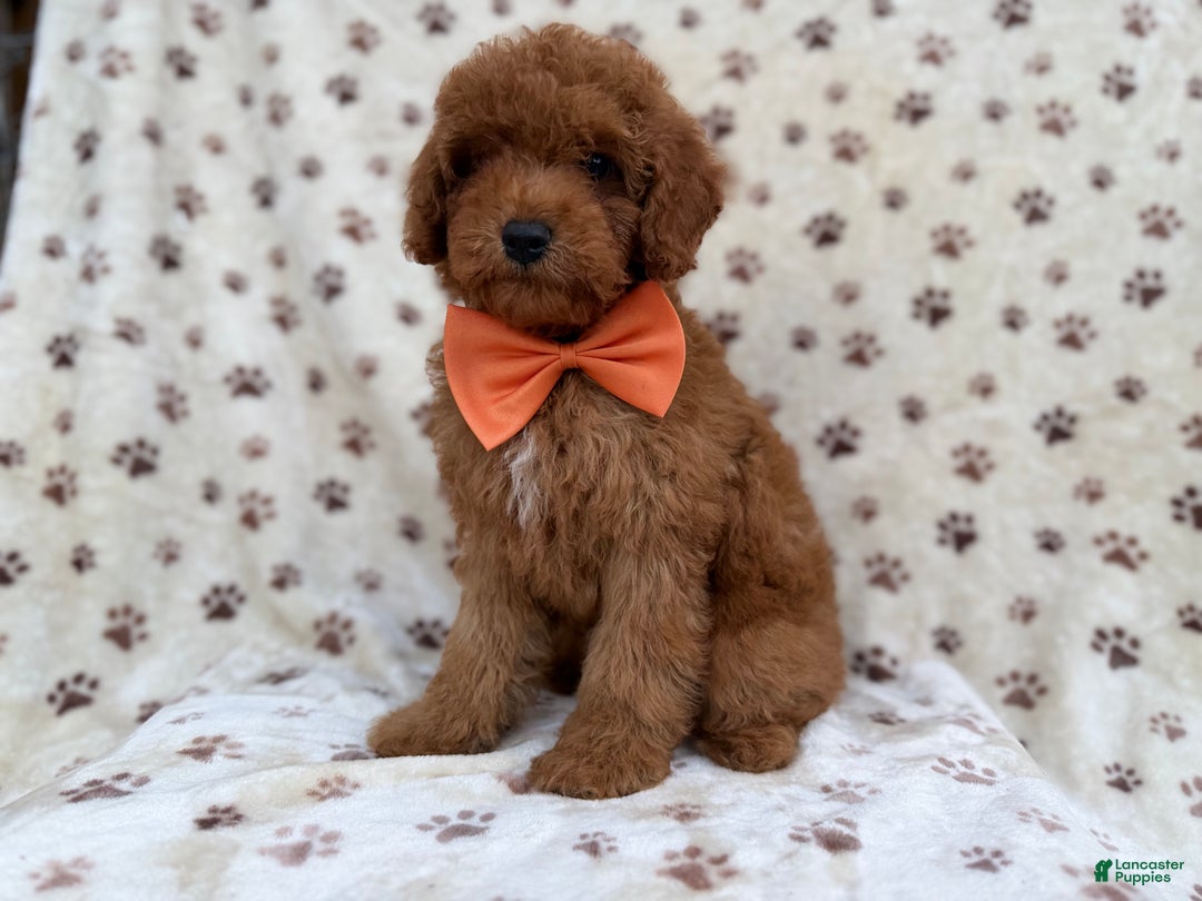 Cockapoo dogs for sale: Cowboy - Ad 6