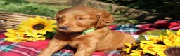 Mixed Breed dogs for sale: Lily - Irish Goldendoodle - Ad 3