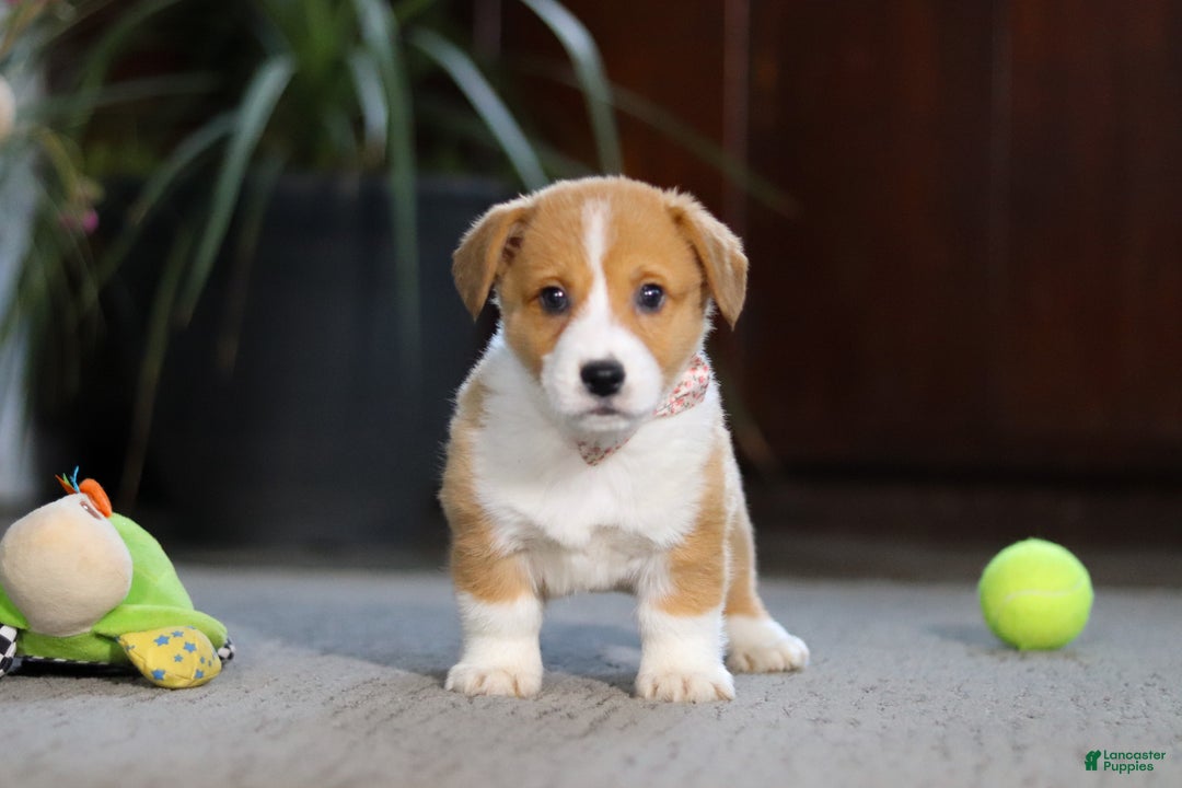 Welsh Corgi Pembroke dogs for sale: Hailey - Ad 7
