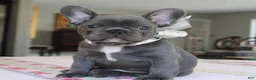 French Bulldog dogs for sale: Rocky - Ad 4