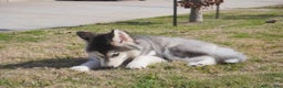 Alaskan Malamute dogs for sale: Dong Dong - Ad 22