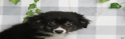 Miniature Australian Shepherd dogs for sale: Hanzo - Ad 1