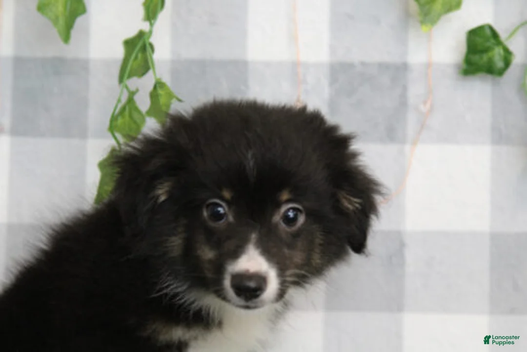 Miniature Australian Shepherd dogs for sale: Hanzo - Ad 1
