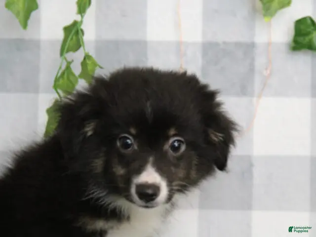 Miniature Australian Shepherd dogs for sale: Hanzo - Ad 26