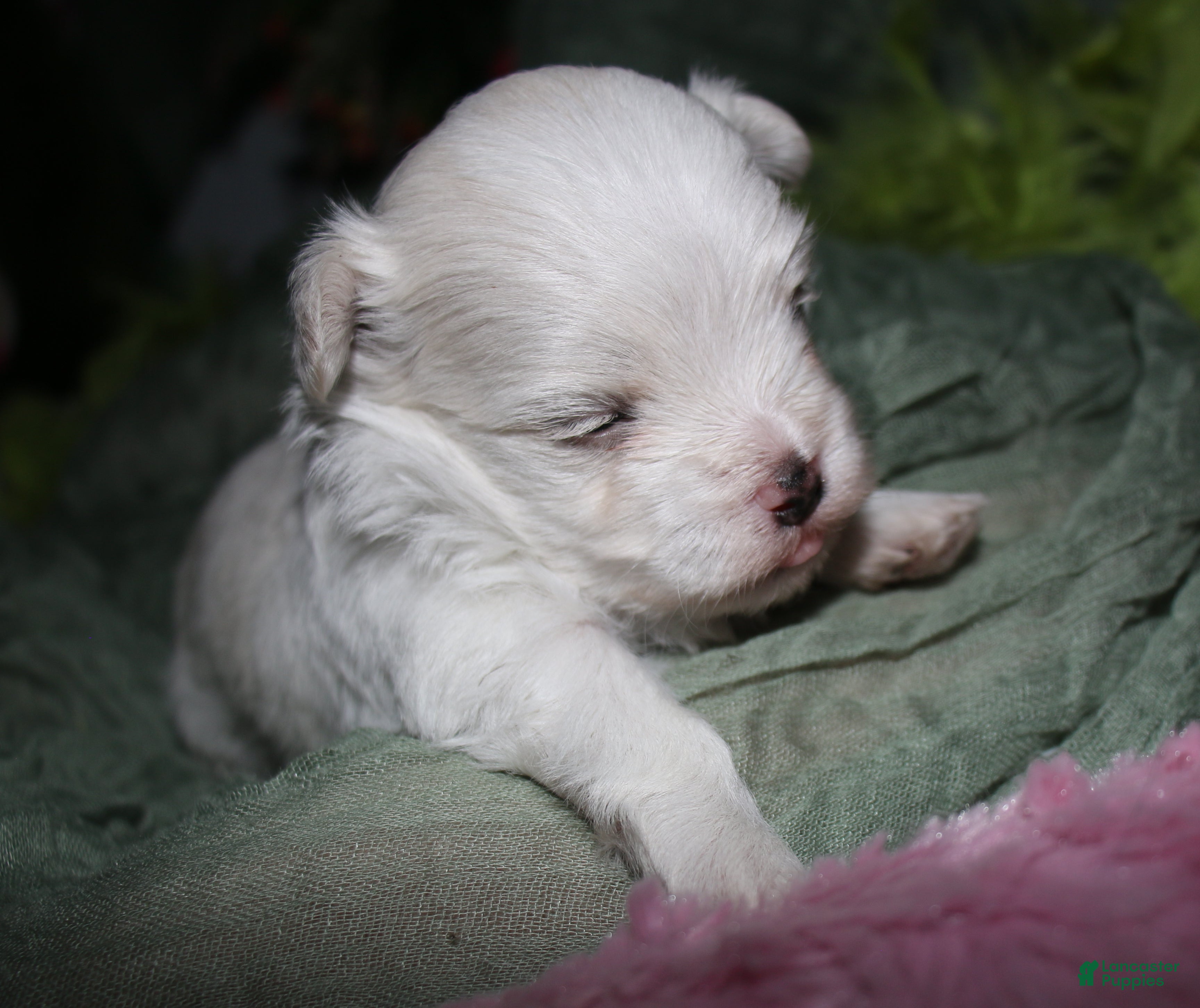 Maltese dogs Fred - Ad 2