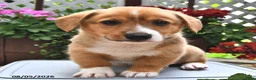 Welsh Corgi Pembroke dogs for sale: Dexter - Ad 3