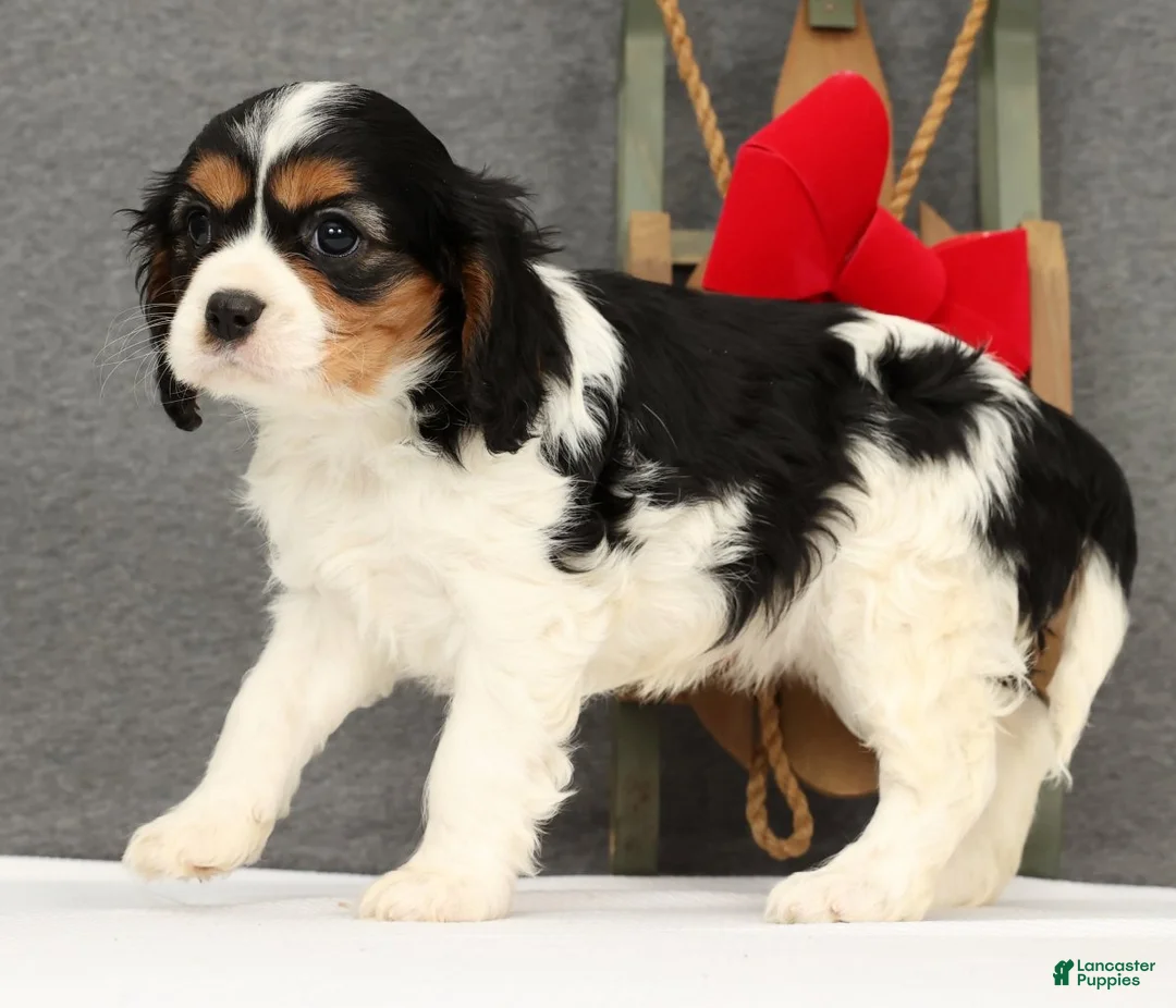 Cavalier King Charles Spaniel dogs for sale: Molly - Ad 5