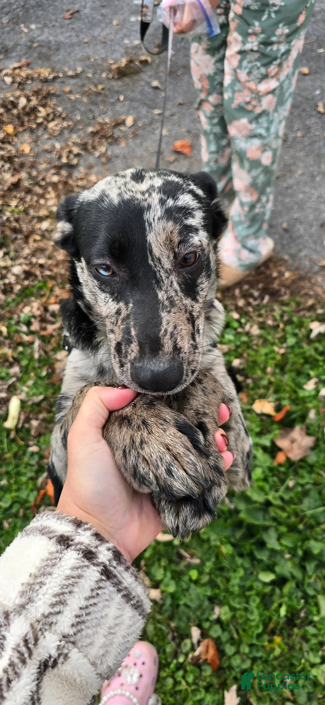 Mixed Breed dogs for sale: Gal - Ad 2