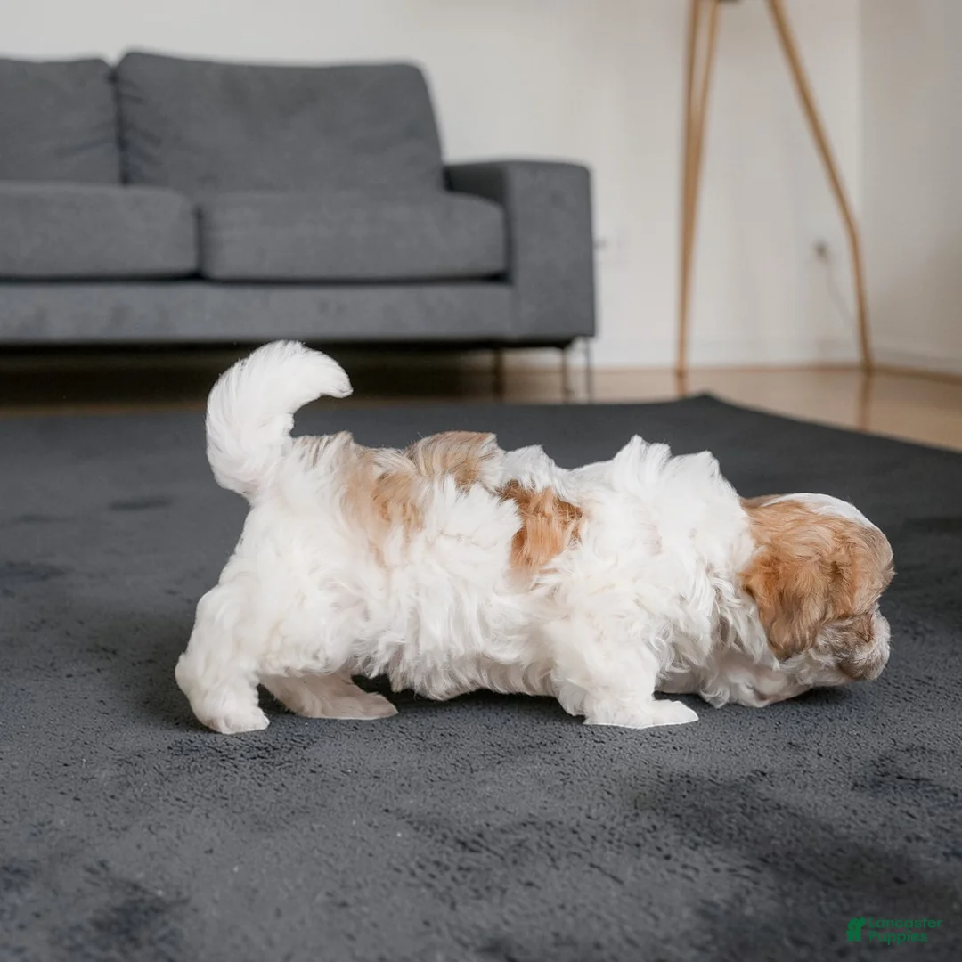 Maltipoo dogs for sale: rocky - Ad 10