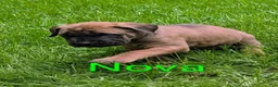 English Mastiff dogs for sale: English Mastiff Puppy 1 - Ad 3