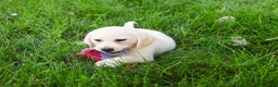 Labrador Retriever dogs for sale: Tinkerbell - Ad 4