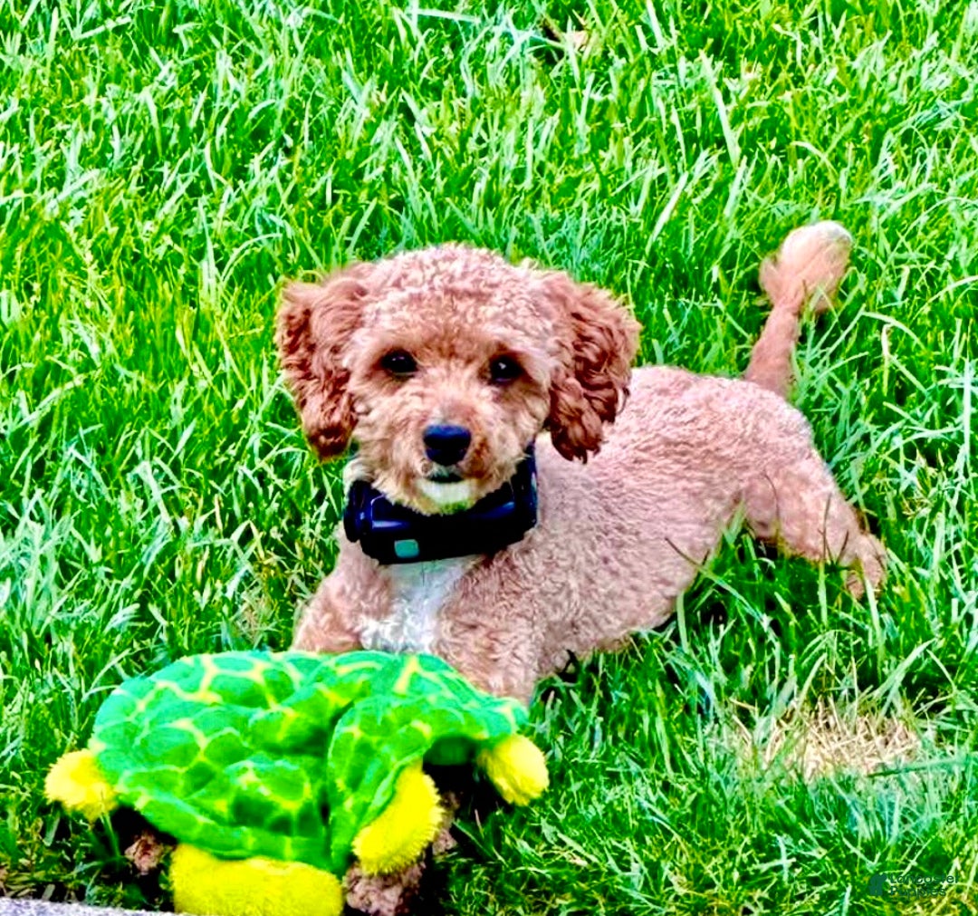 Cavapoo dogs for sale: Penelope - Ad 11