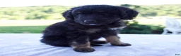 Mini Bernedoodle dogs for sale: Forest - Ad 3