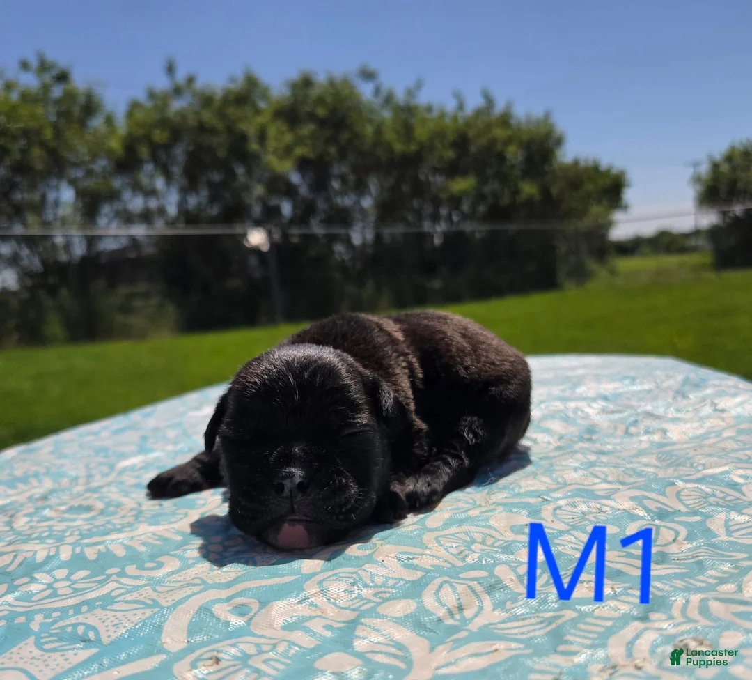 Olde English Bulldogge dogs for sale: Woody - Ad 1