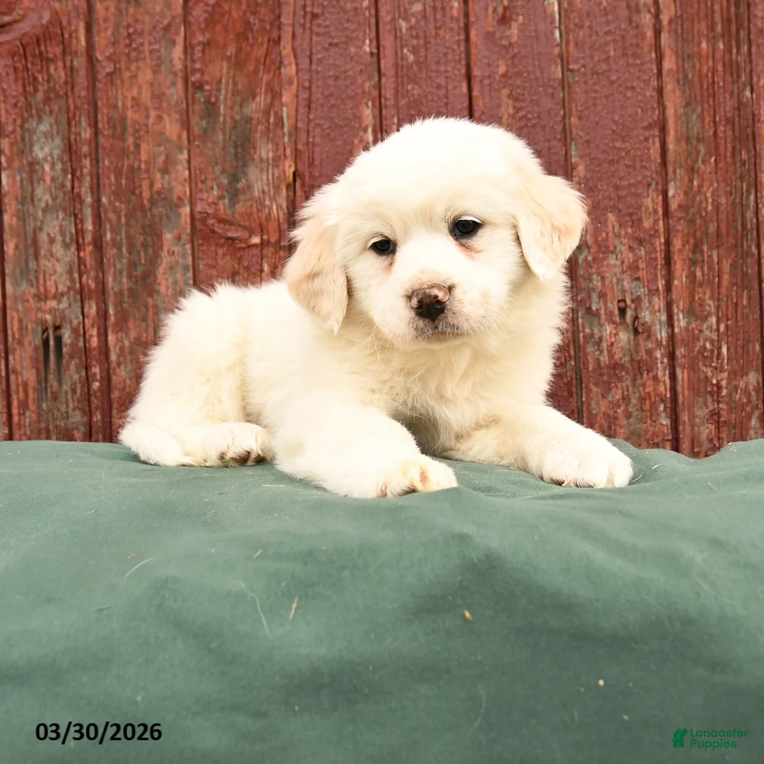 Great Pyrenees dogs for sale: Roxy - Ad 1