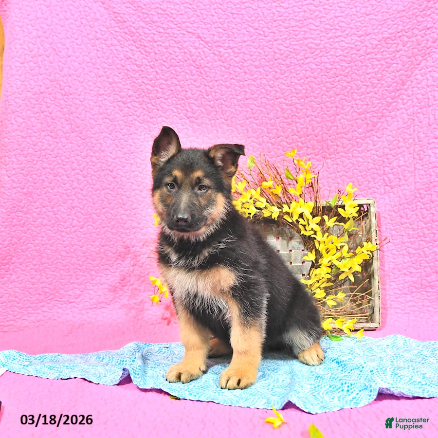 German Shepherd dogs Spencer - Ad 2