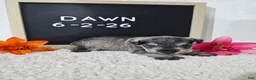 Miniature Schnauzer dogs for sale: Dawn - Ad 6