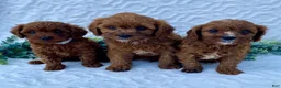 Cavapoo dogs for sale: Niles - Ad 5