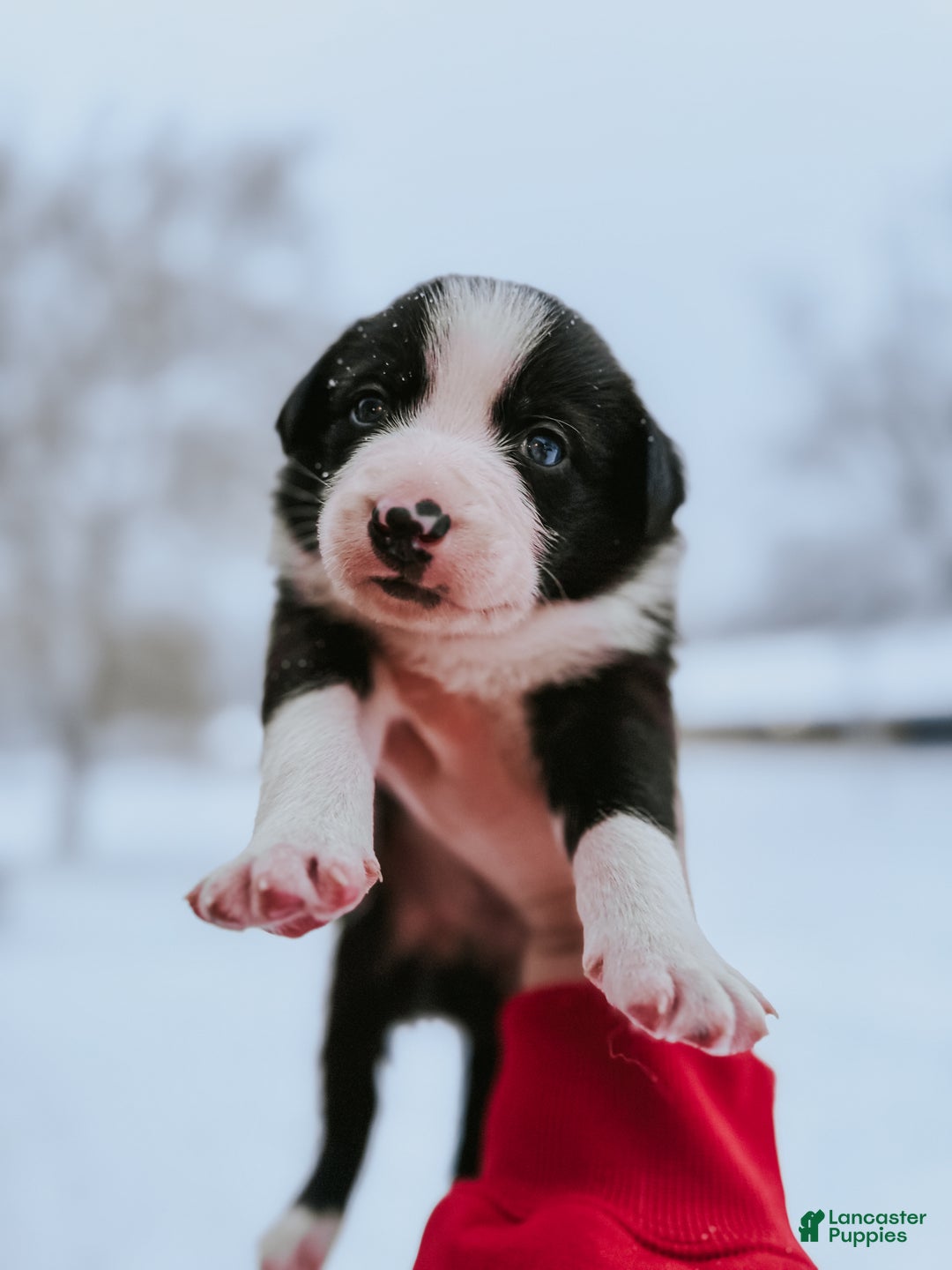 Border Collie dogs for sale: Colt - Ad 4