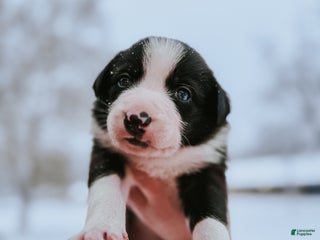 Border Collie dogs Colt - Ad 31
