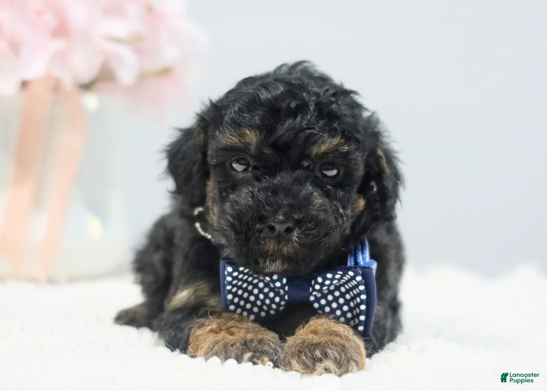 Toy Poodle dogs for sale: Cooper - Ad 2