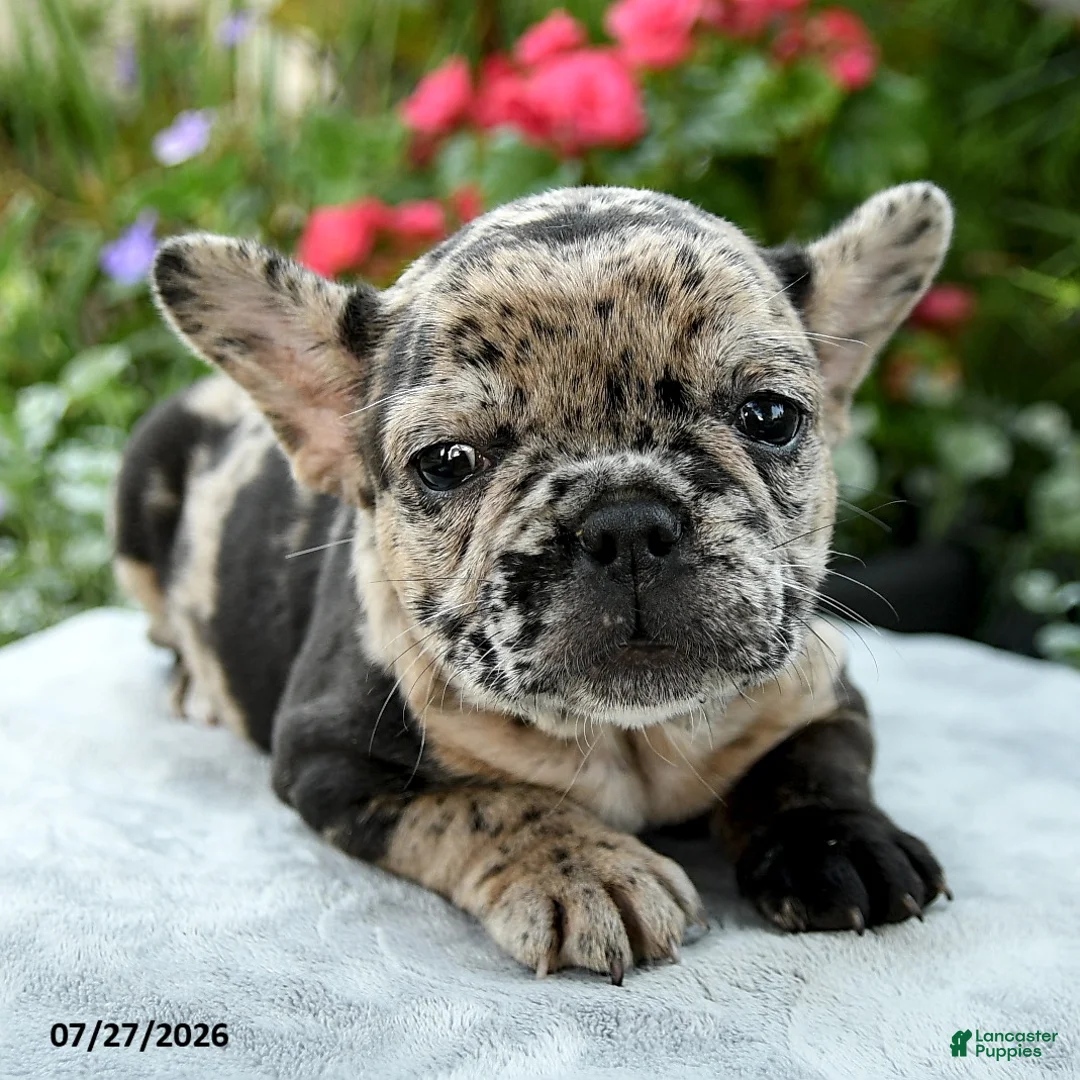 French Bulldog dogs for sale: Savannah  - Ad 5