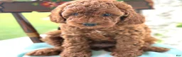 Miniature Poodle dogs for sale: Teddy - Ad 3