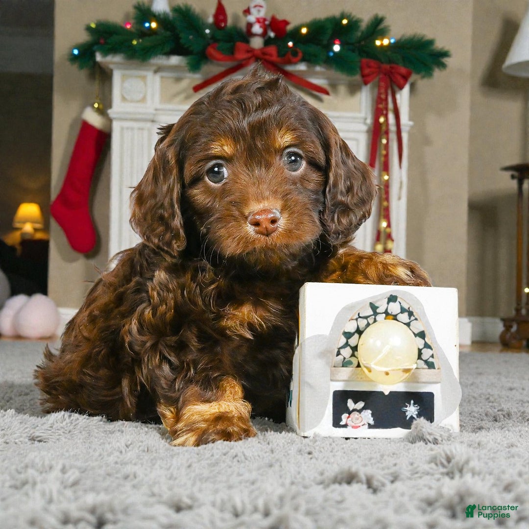 Cockapoo dogs for sale: jesse - Ad 1