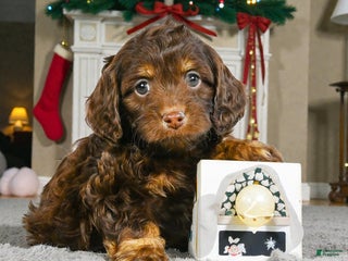 Cockapoo dogs jesse - Ad 8