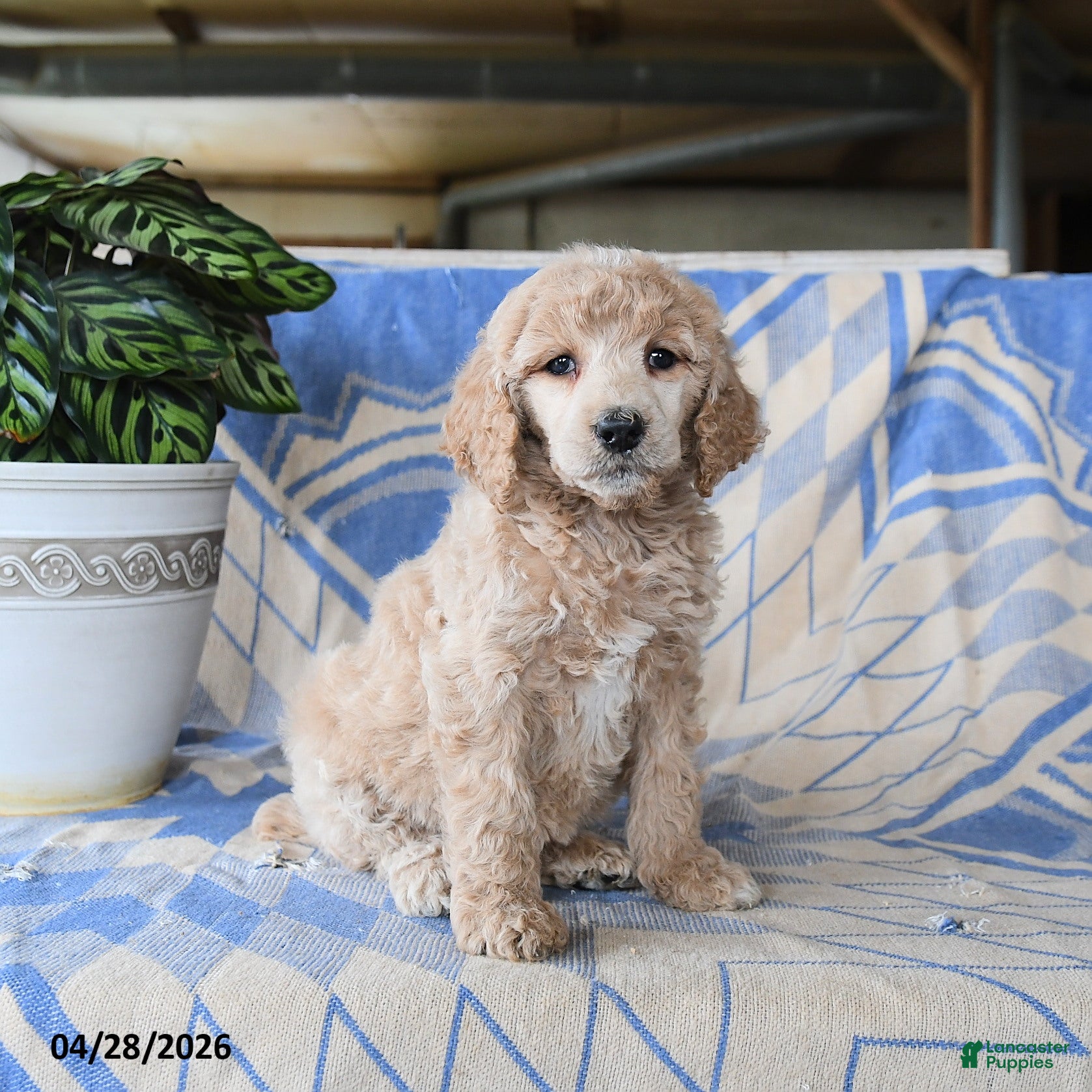 Standard Poodle dogs Porschia - Ad 1