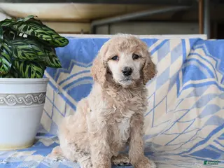 Standard Poodle dogs for sale: Porschia - Ad 1