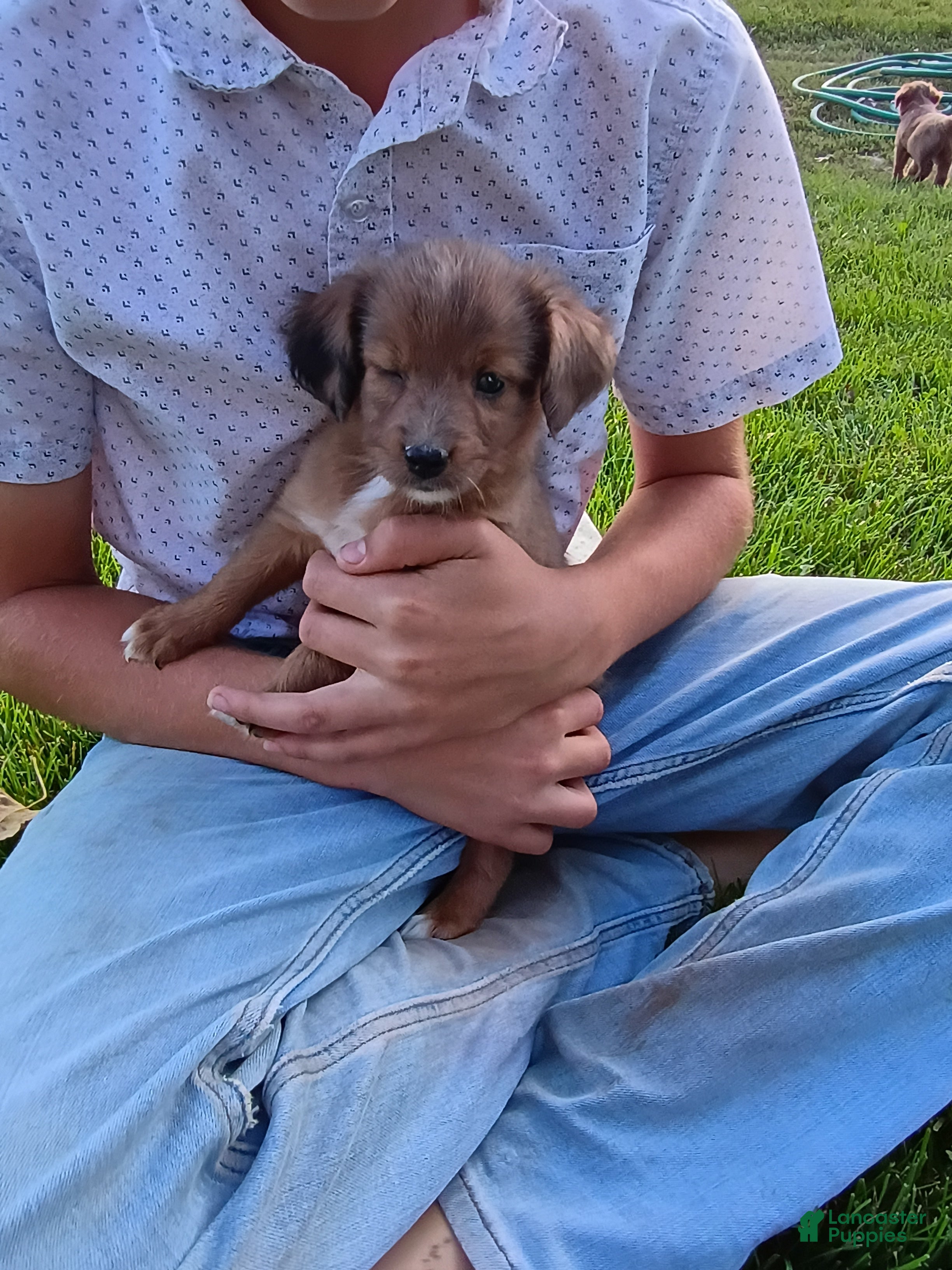 Mini Aussiedoodle dogs Penny  - Ad 1