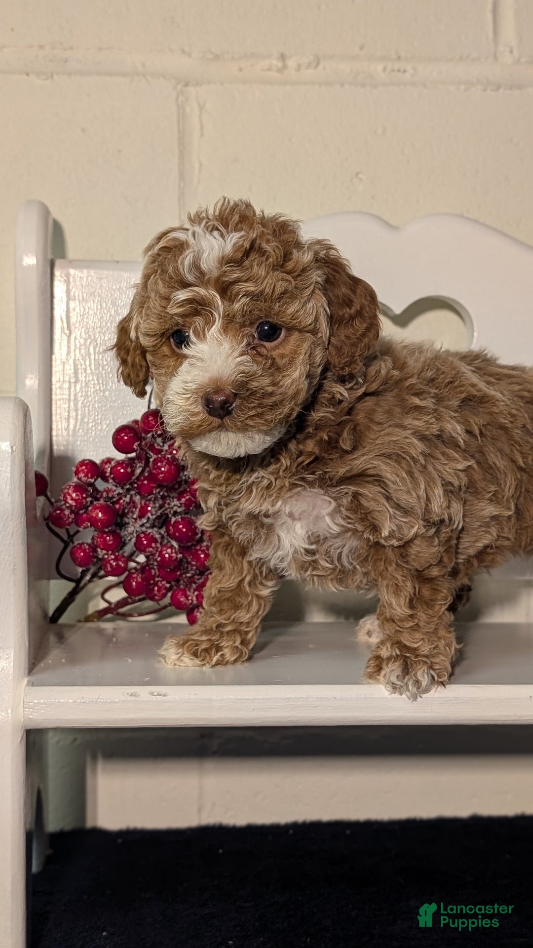 Miniature Poodle dogs for sale: Hazel - Ad 3