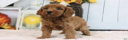 Mini Goldendoodle dogs for sale: Libby - Ad 2