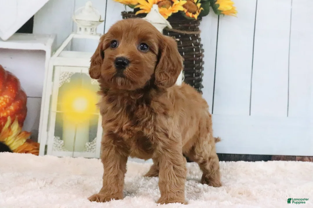Mini Goldendoodle dogs for sale: Libby - Ad 2