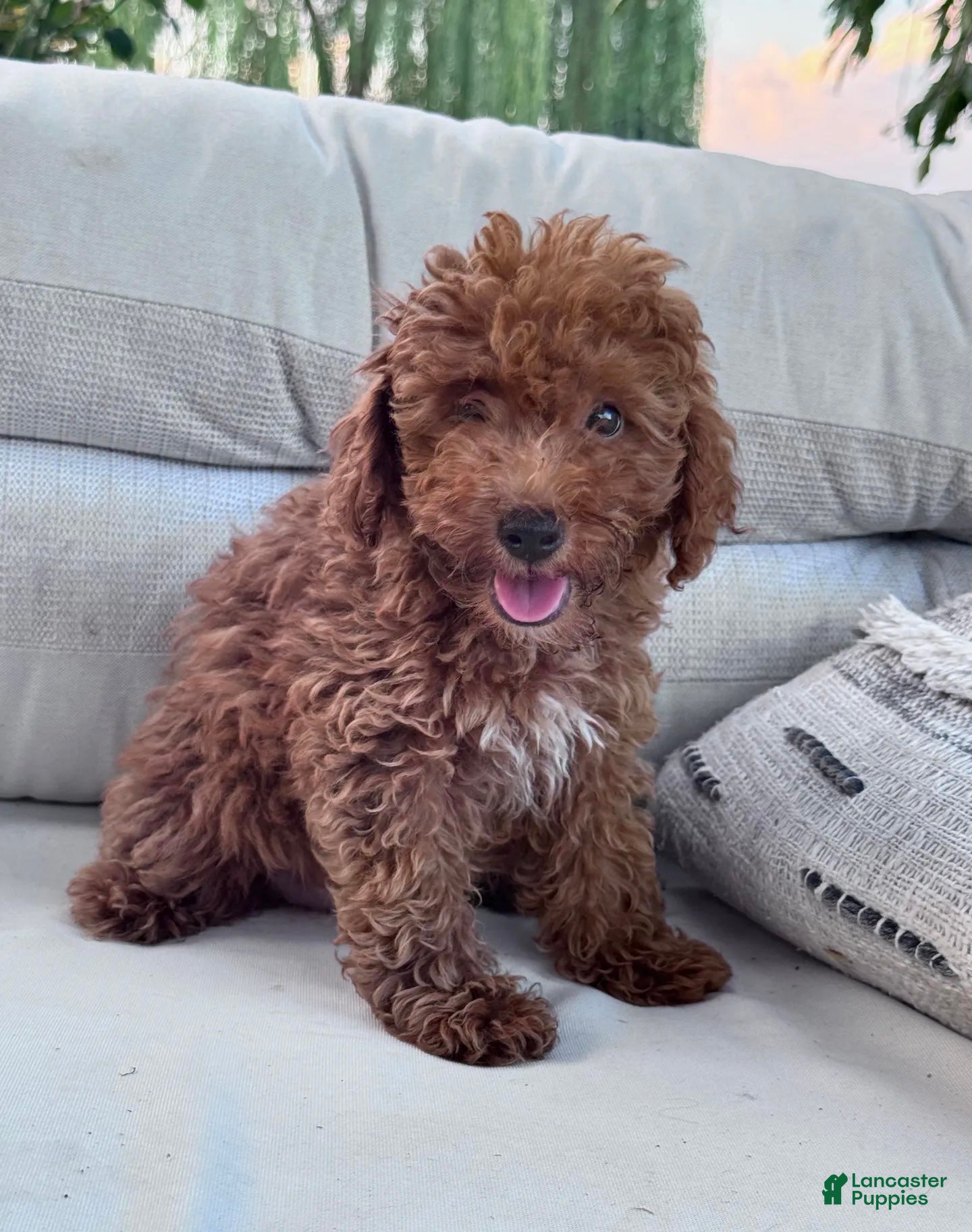 Louie (Miniature Poodle, Male) in Madisonville, KY
