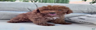 Louie 